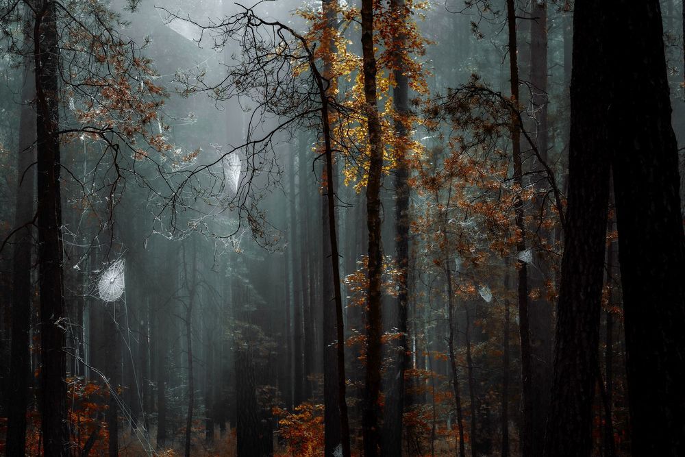 Forest cobwebs in the morning
