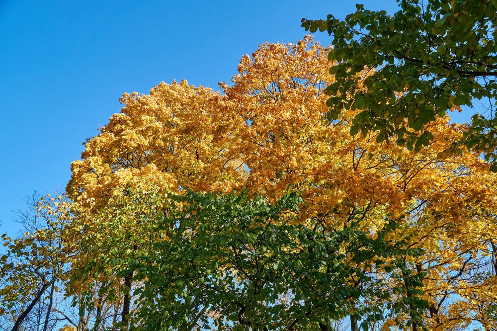 Фотография автора Igors Selivanovs