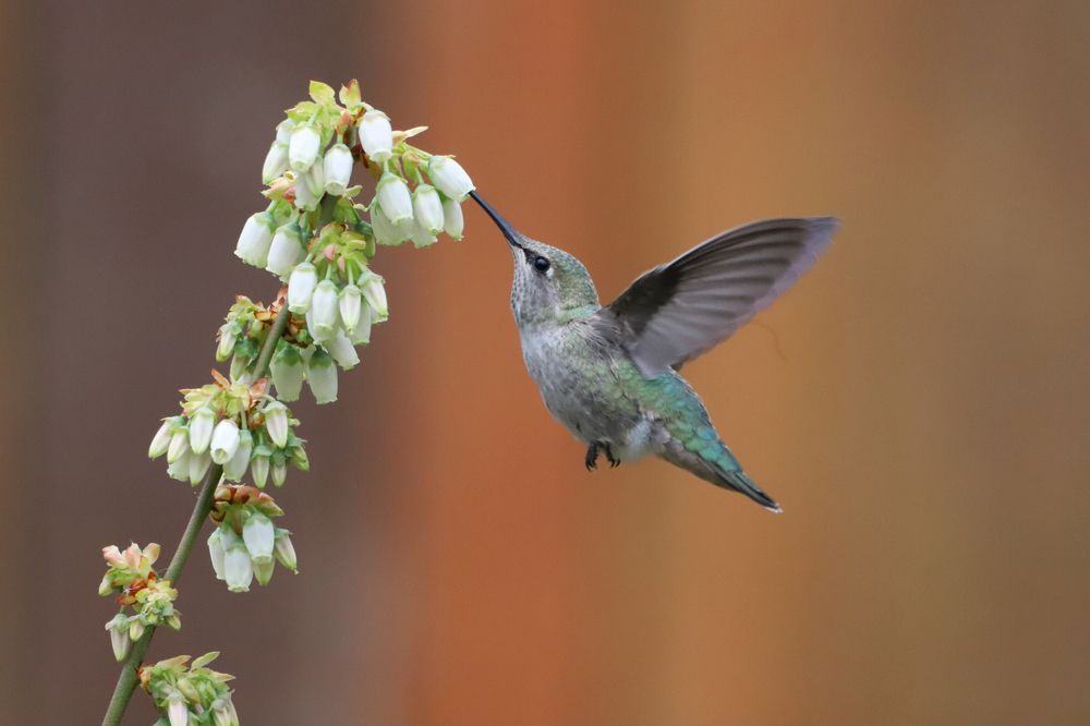 Photograph by Nevin. Hayter