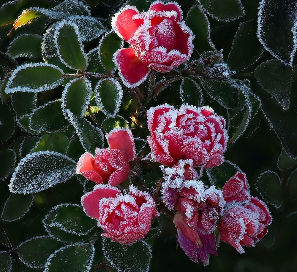 Photograph by Сергей Духанин