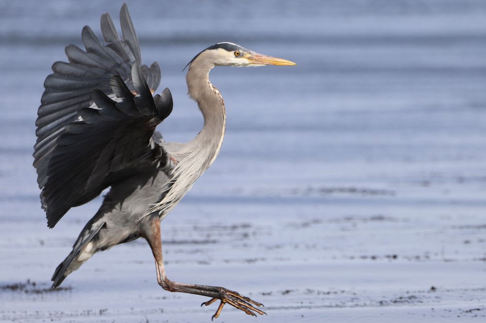 Photograph by Nevin. Hayter