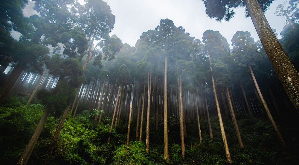 Фотография автора Utathya Roy