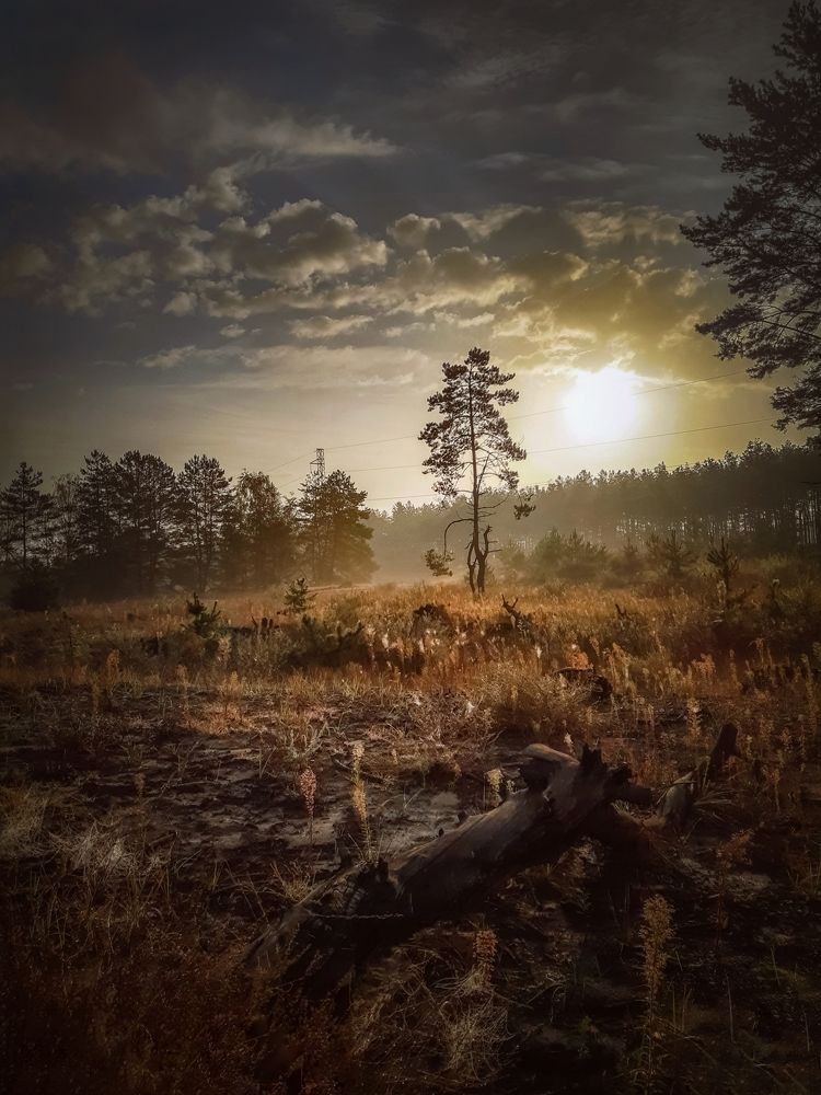 Dark tones of autumn