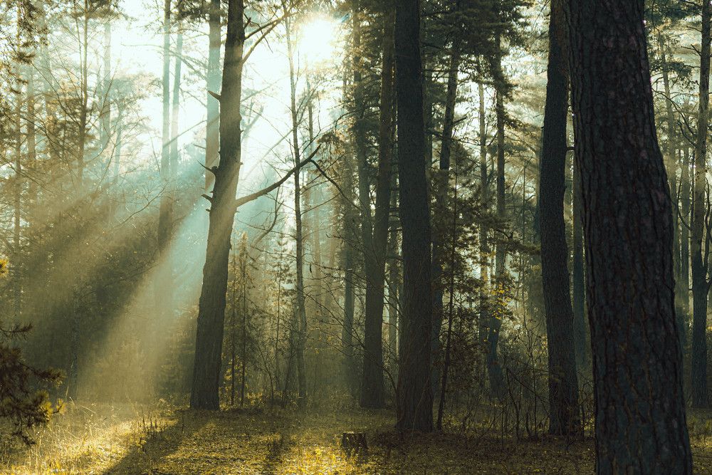 Фотография автора Сергей Сморчков