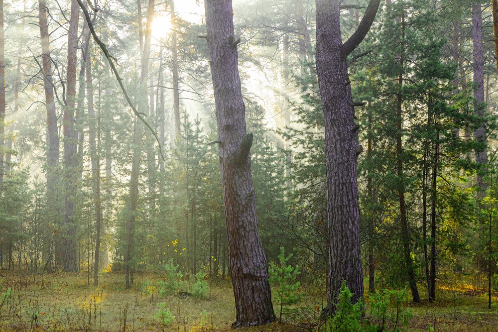 Фотография автора Сергей Сморчков