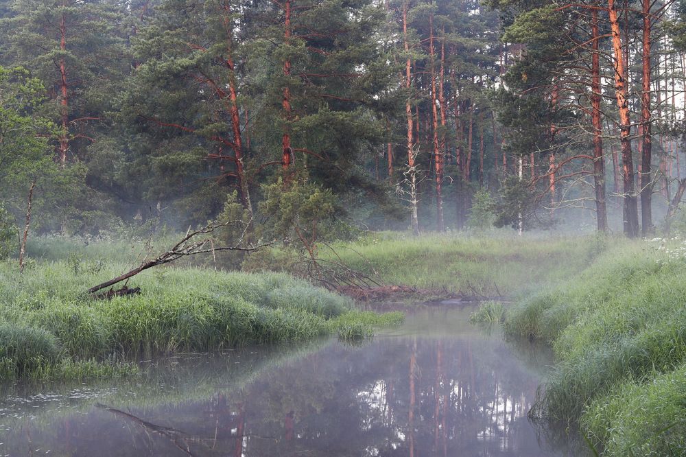 Photograph by Светлана Долгих