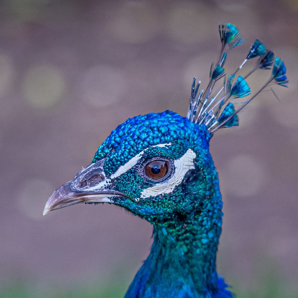 Photograph by René Richard Verona