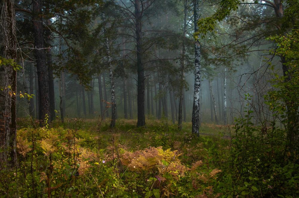 Photograph by Владимир Рандин