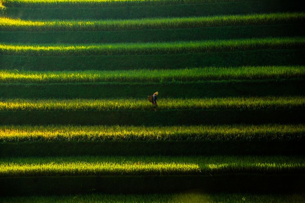 Photograph by TRAN QUY