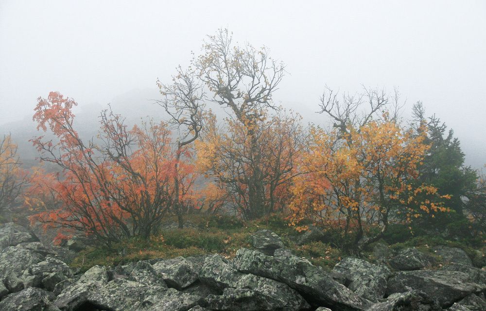 Photograph by Галина Ильясова