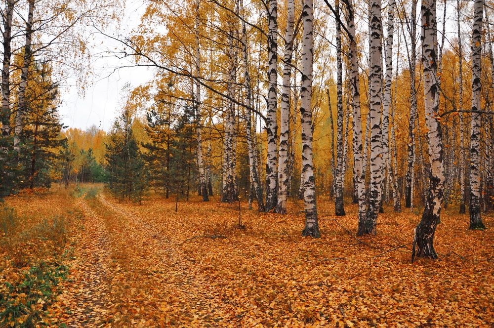 Пасмурный день октября.