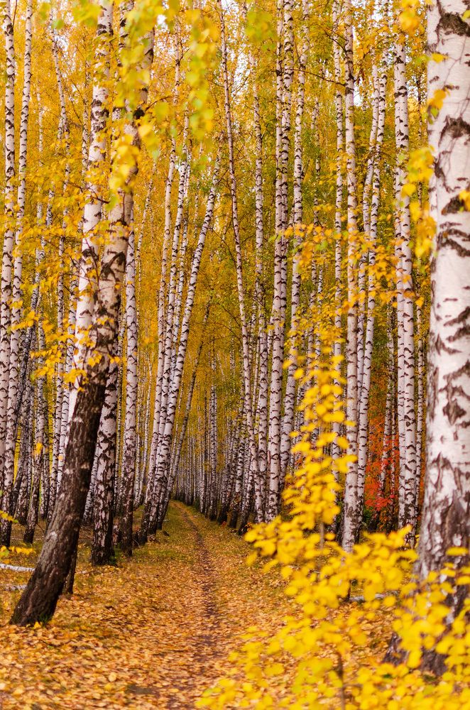 Photograph by Ольга Мукина