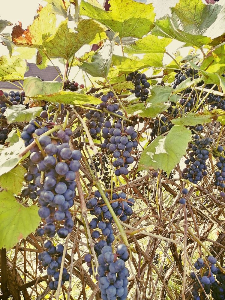 Photograph by Ratsam