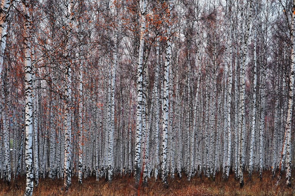 Поздняя осень.