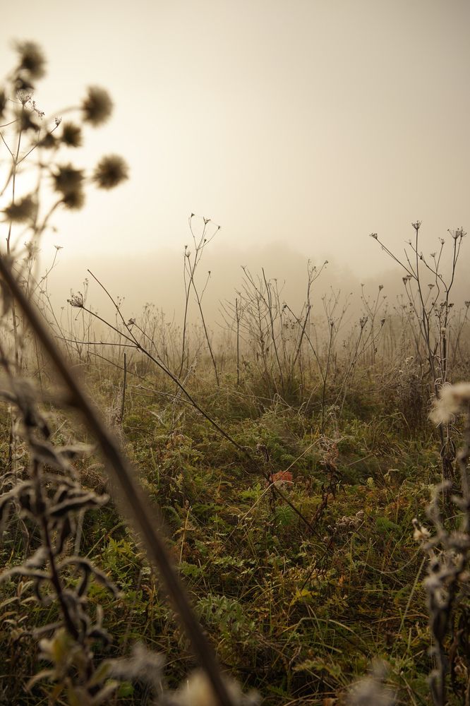 Photograph by Елизавета Фирстова