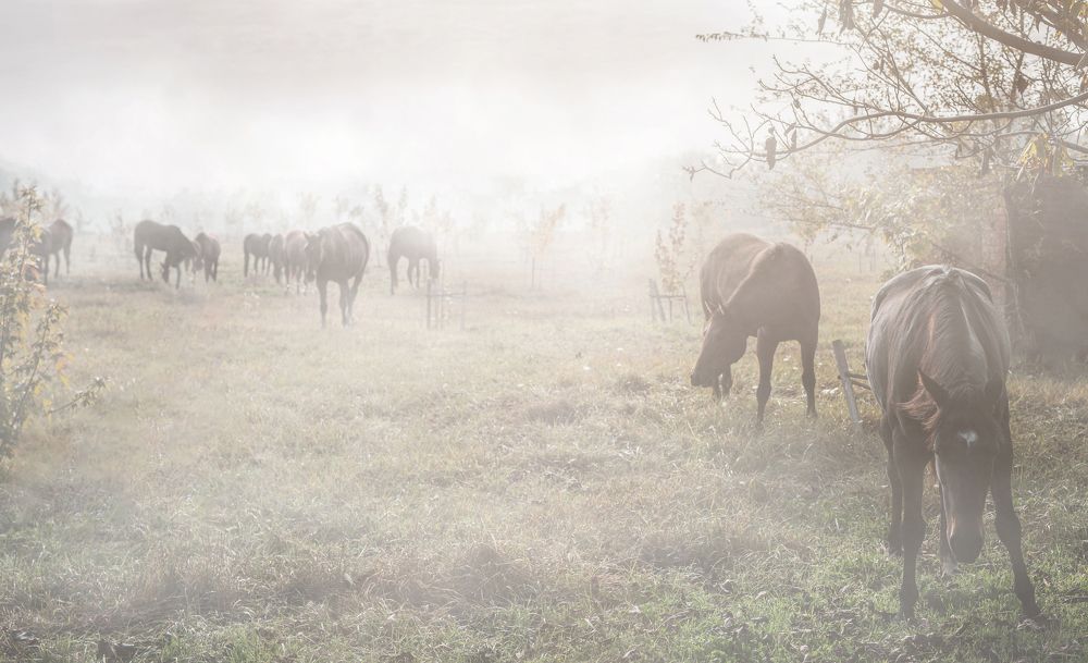 Photograph by Мария Буданова