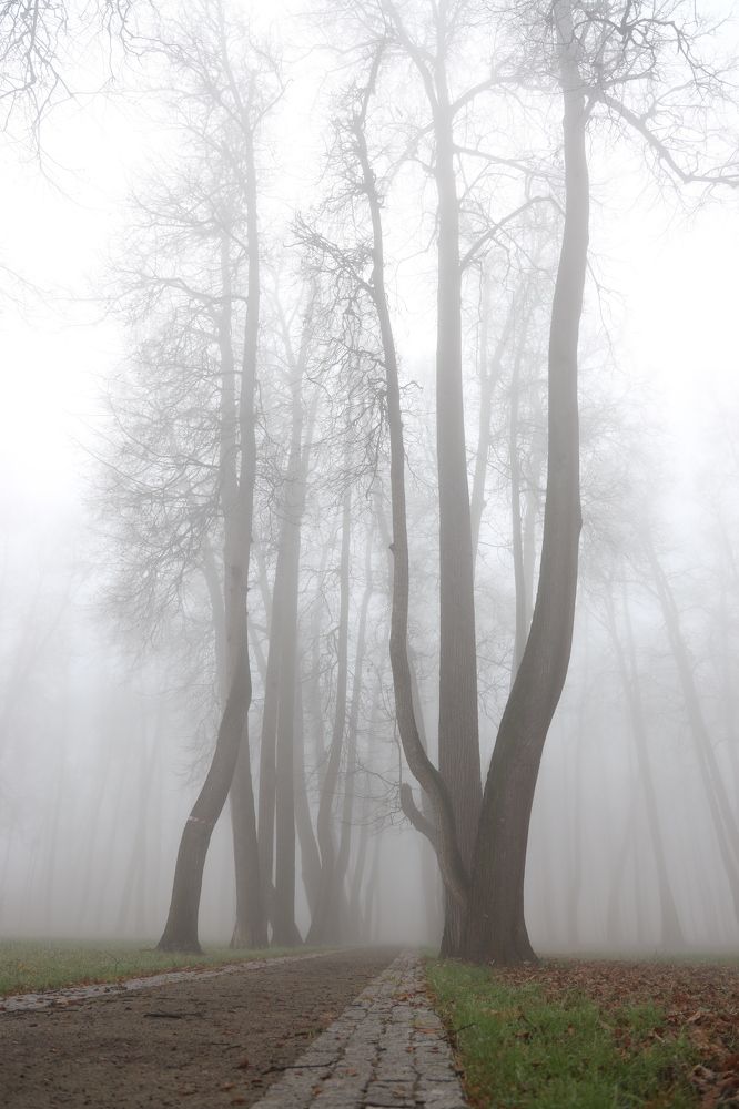 Туман в парке