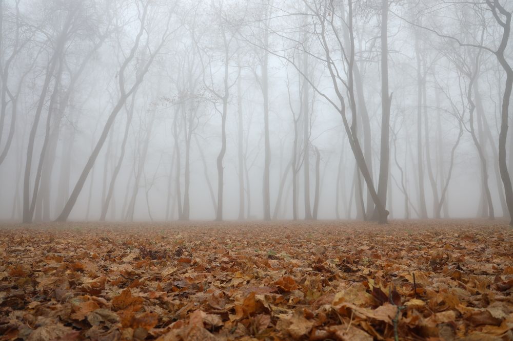 Туманное утро в парке Кривякино