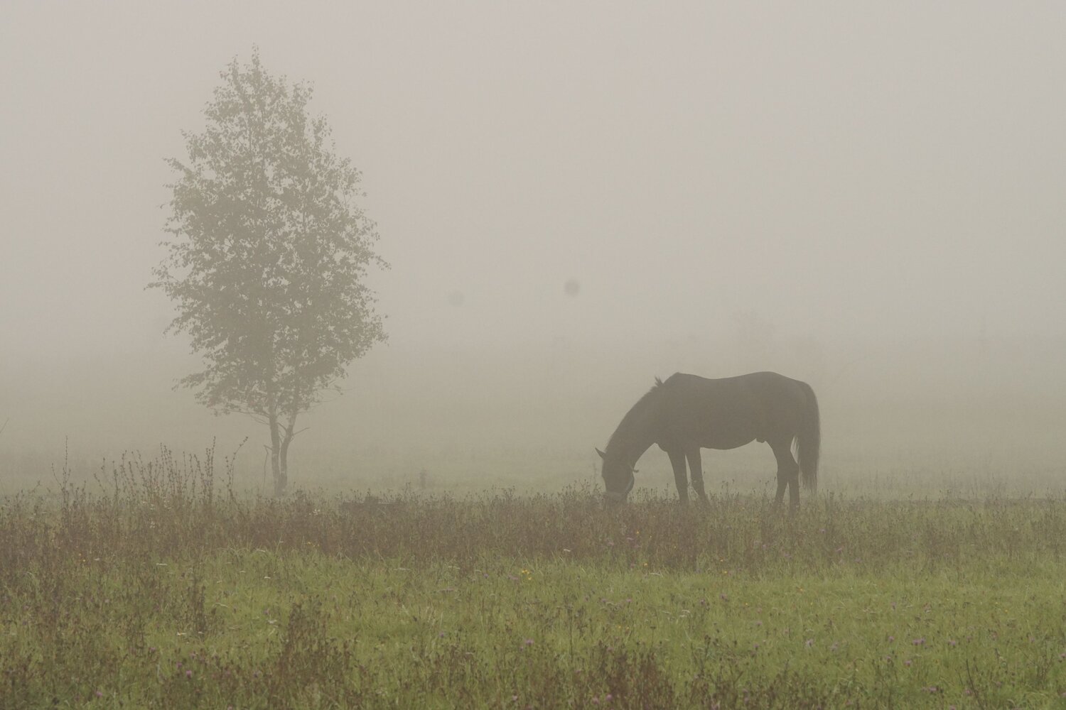 Photo #6680092