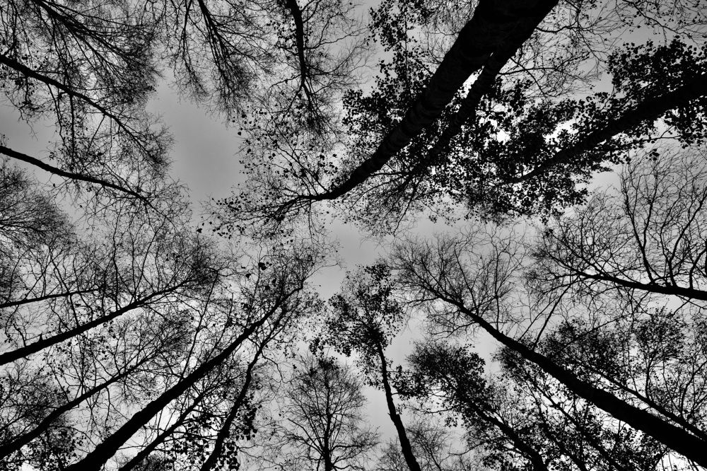 Гармония осени