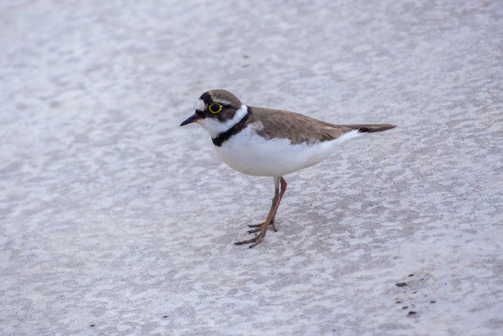 Photograph by Ян Адамсон