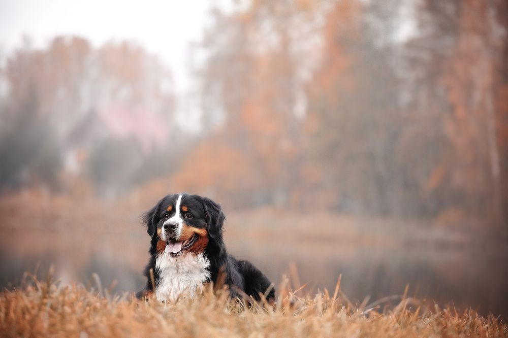 Photograph by Анна Григорьева