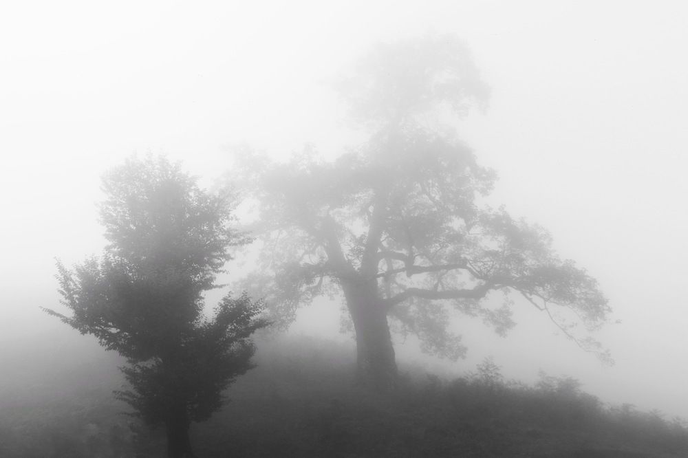 Photograph by samaneh jamali