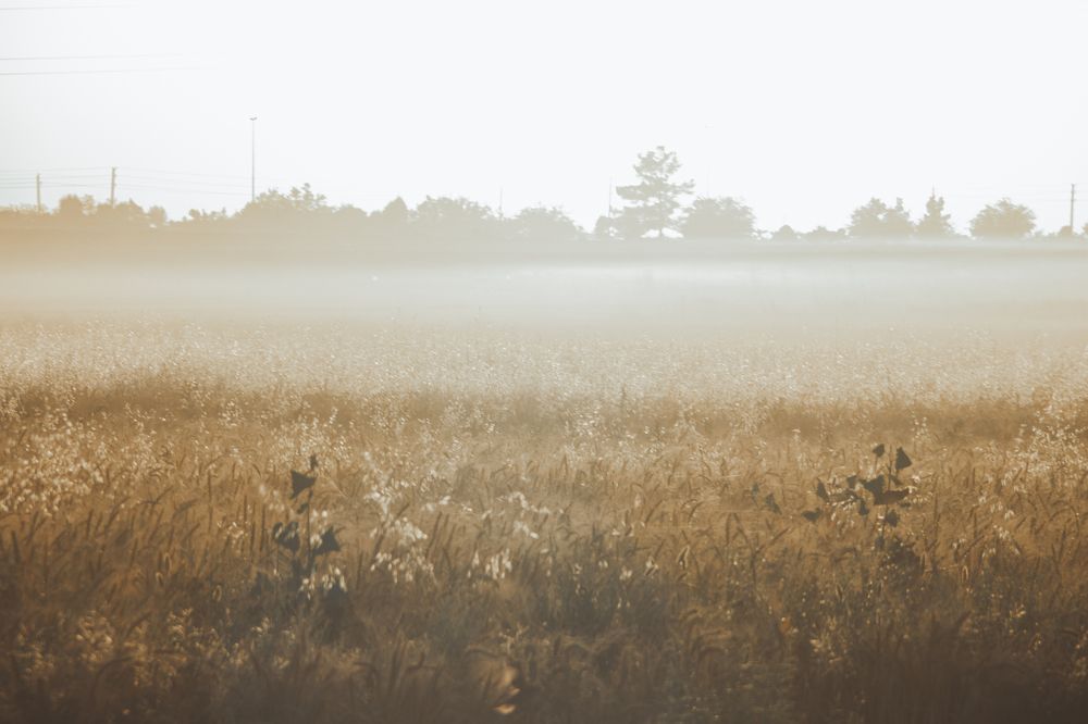Photograph by Mitra Mehrabanpour