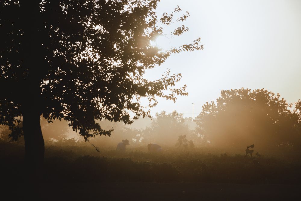 Photograph by Mitra Mehrabanpour