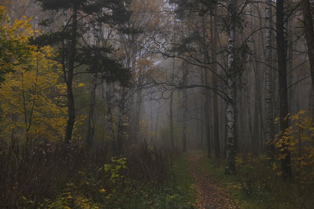 В осеннем, утреннем тумане