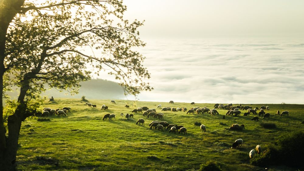 Photograph by mehrshad hassani