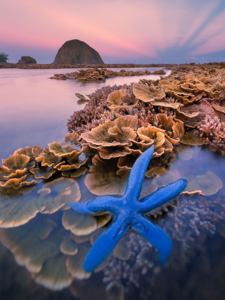 The colors of the sea.