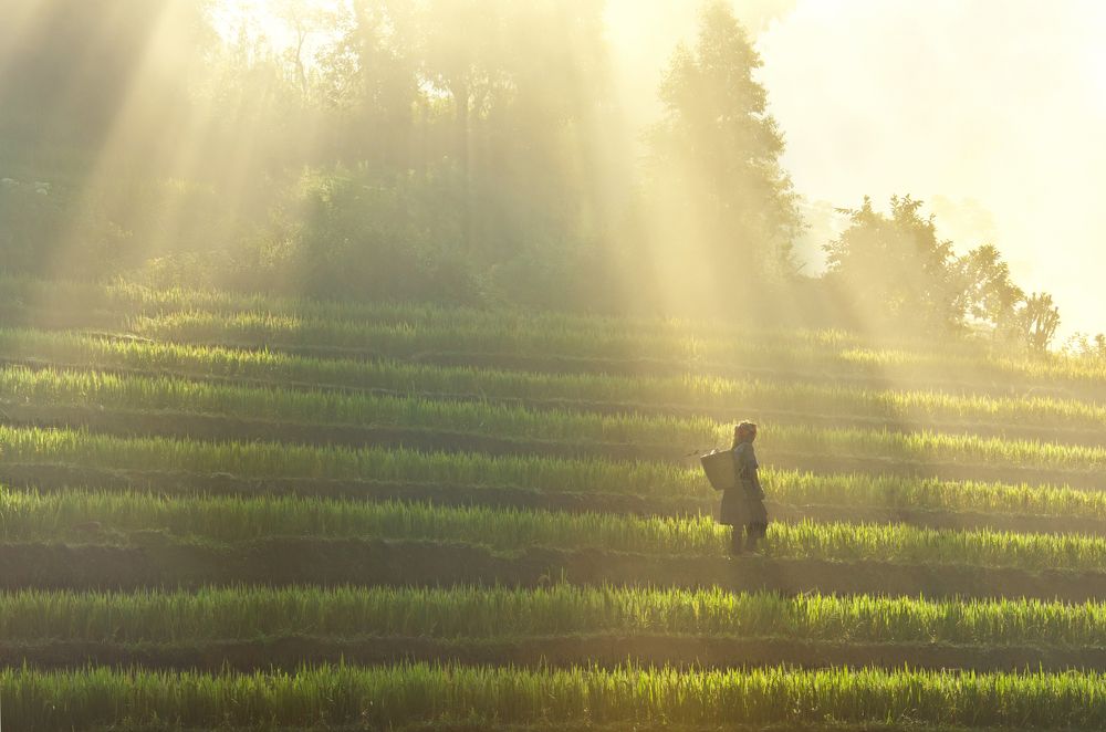 Follow Me to the rice fields