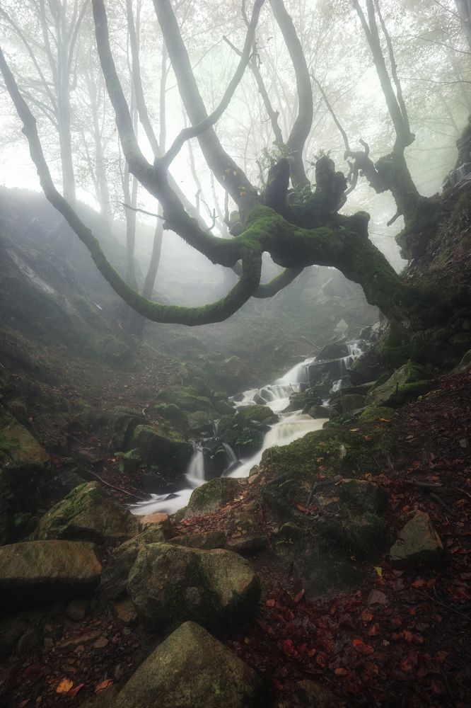 In the Misty Morning on the Edge of Time.