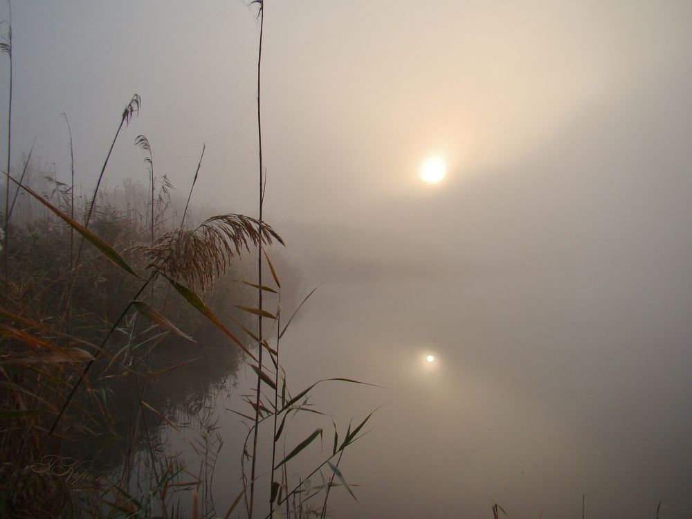 Туманный рассвет
