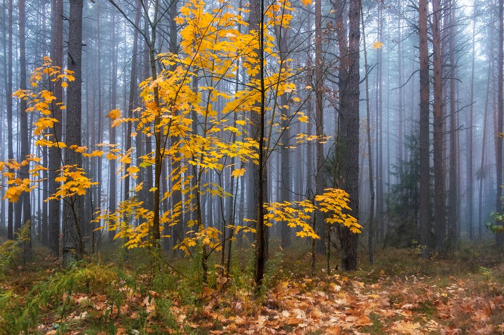 Photograph by Ольга Максимова