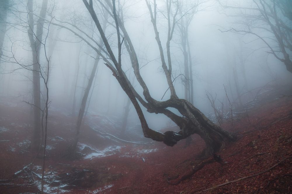 Photograph by Ольга Харчишина