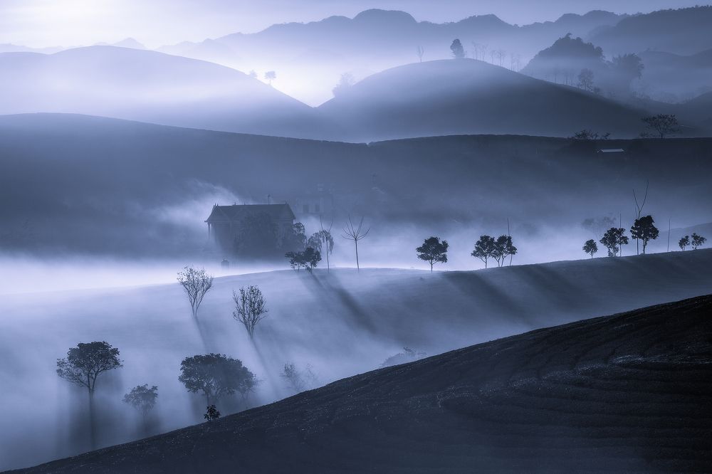 Early fog on tea hills