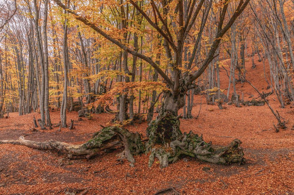 Photograph by Елена Гусева