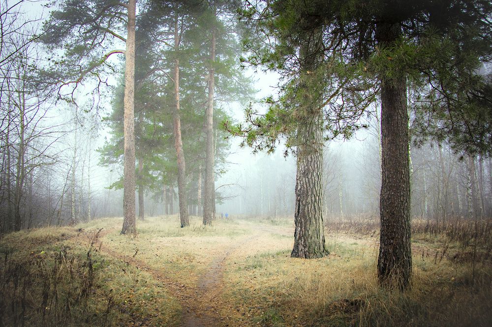 У тумана мрлочные берега