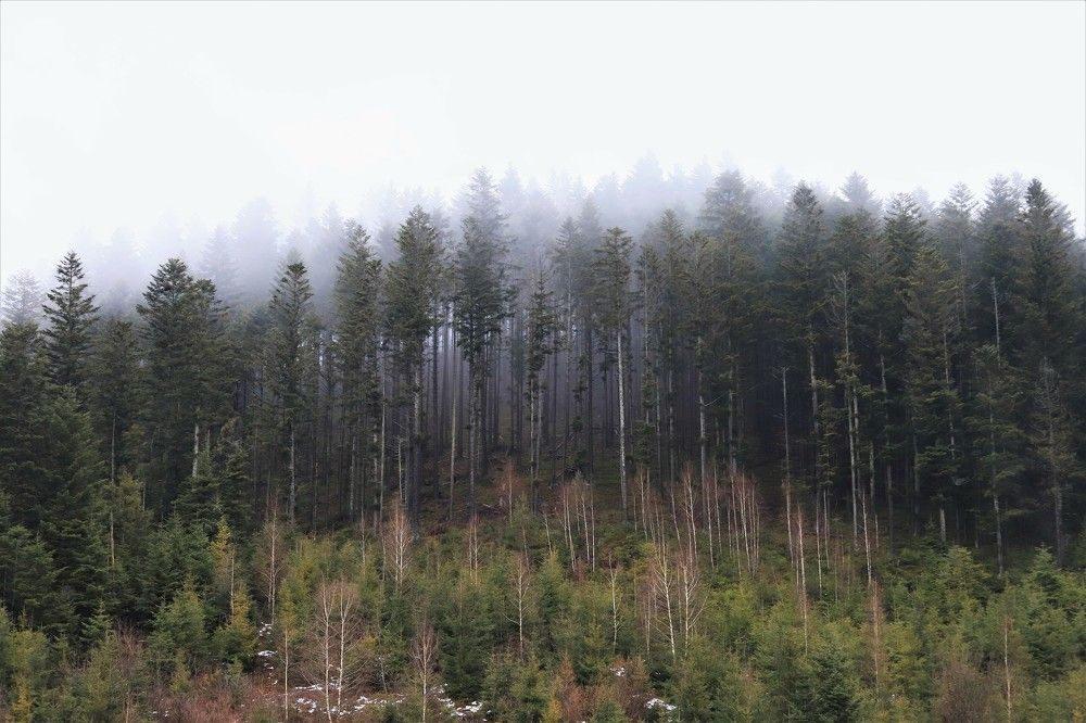 Photograph by Андрей Телибаев