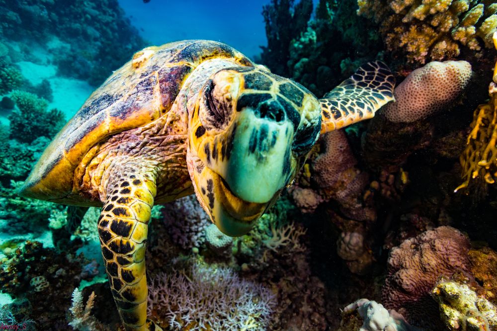 Photograph by Алексей Сафонов