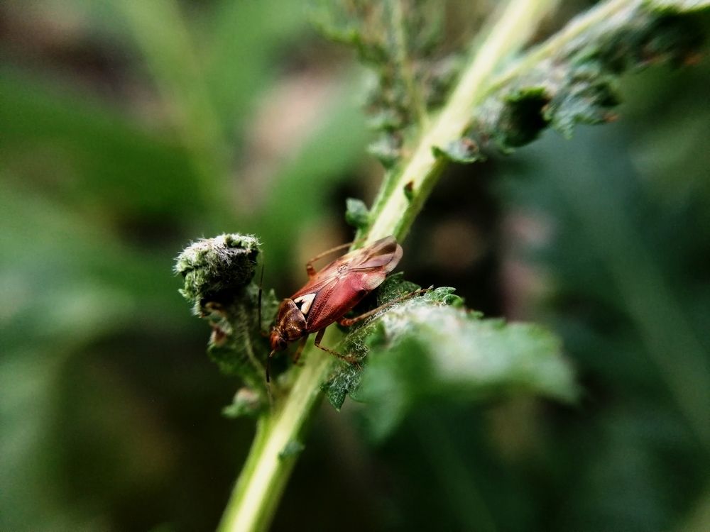 Мир насекомых