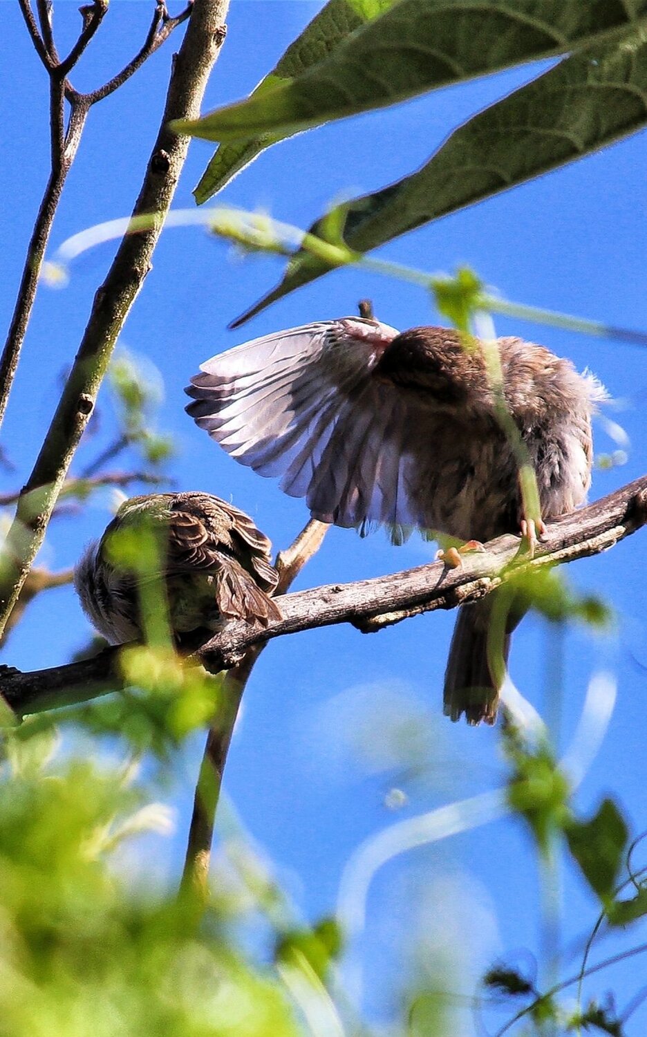 Sparrows early morning warmup.