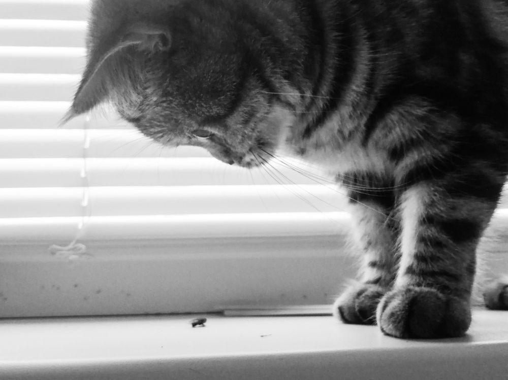 Наблюдательница