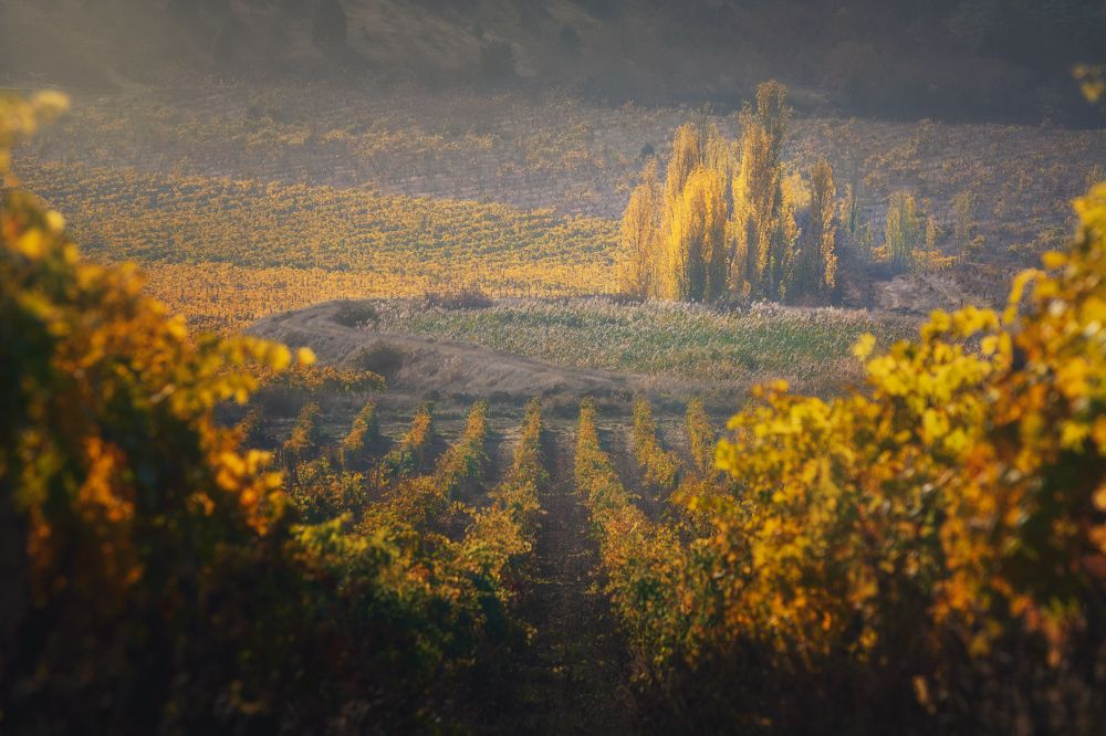 Photograph by Алексей Агеев