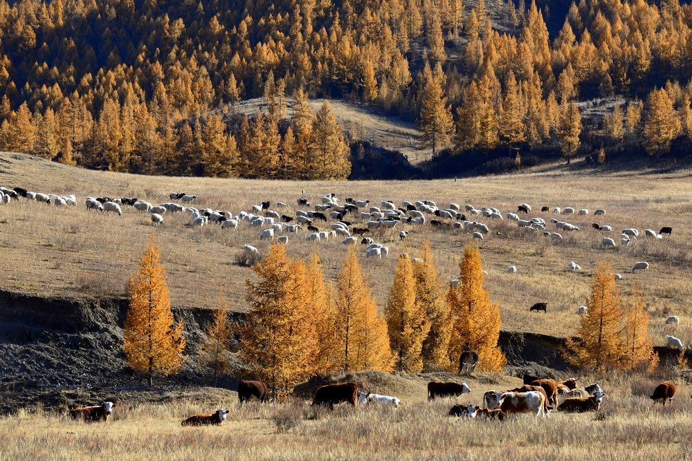 Осенний пейзаж с домашними животными