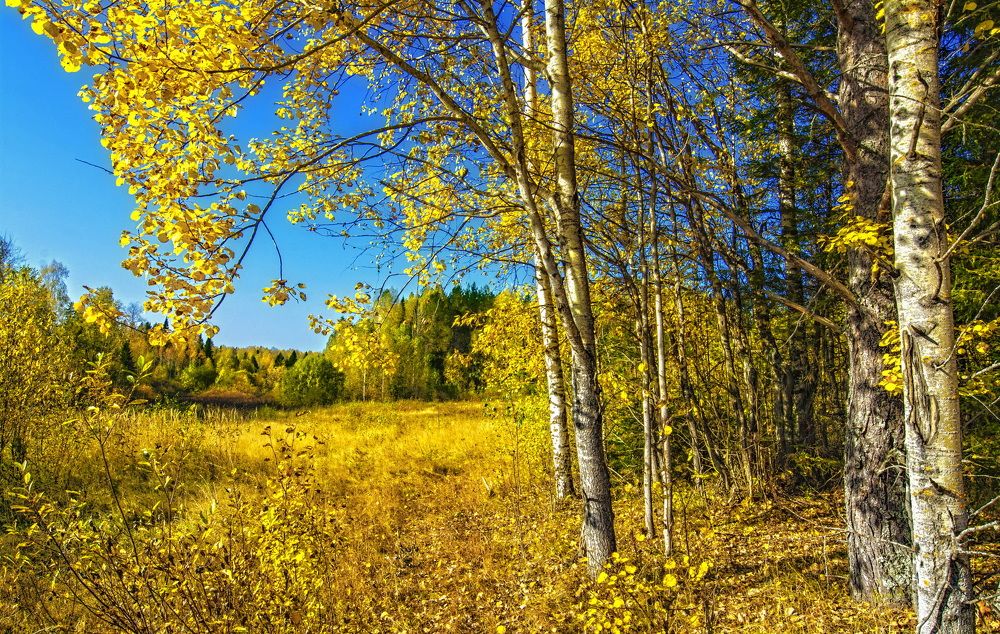 Золотые дали.