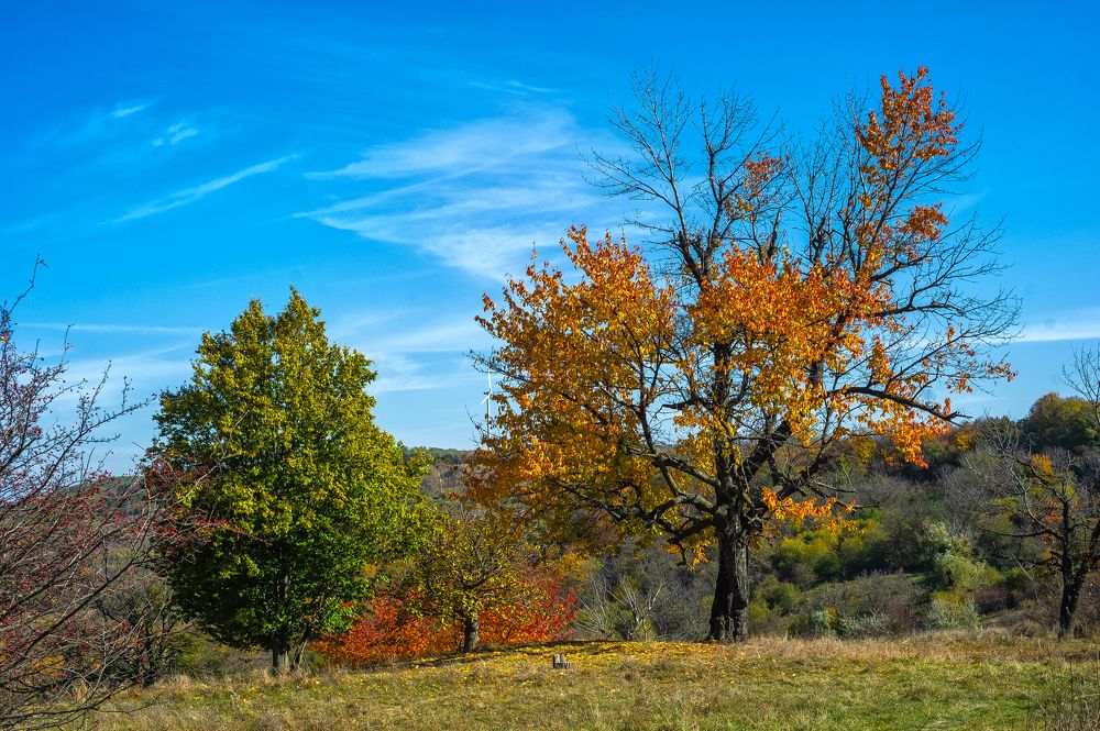 Photograph by Dumitru Bors