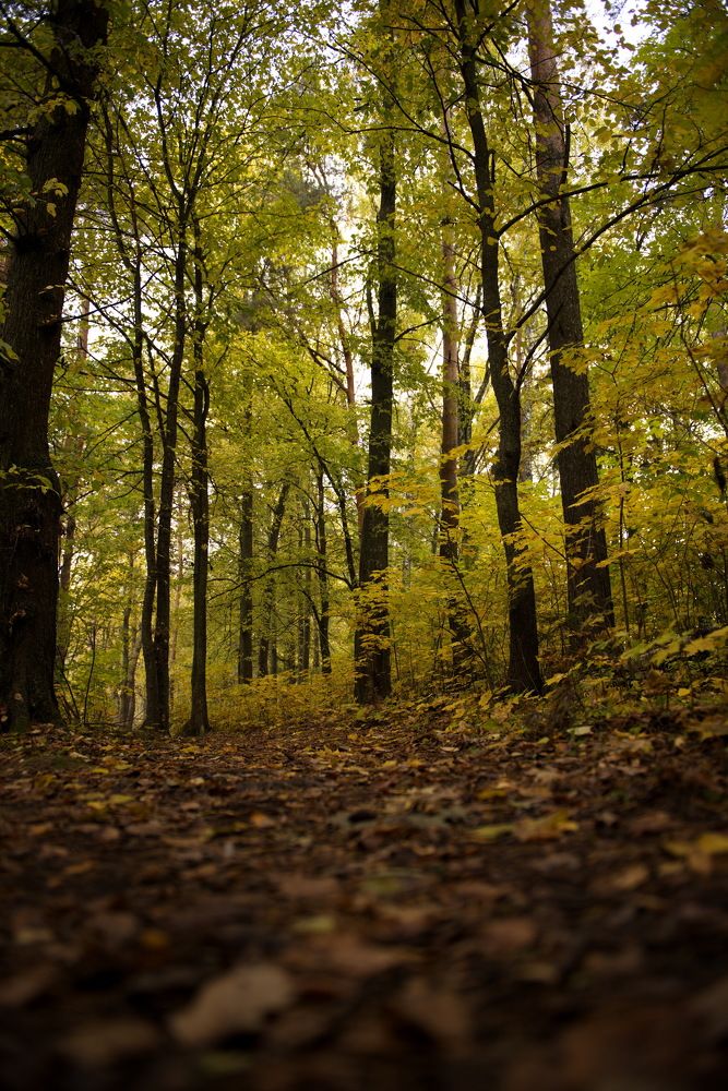 Photograph by Александр Кращук